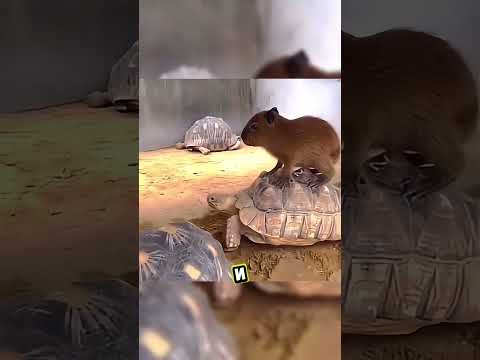 Почему крокодилы не трогают капибар? 🐊