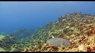 Awa Milkfish on Aqualink | MEGA Lab | Hawaii live stream