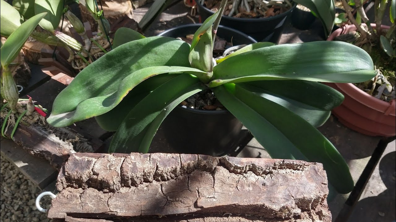 MADEIRAS PARA ORQUÍDEAS - CULTIVO DE PHALAENOPSIS