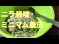 ニラ栽培　ミニマリスト農法　家庭菜園　博多ニラ餃子　Kitchen garden routine vlog