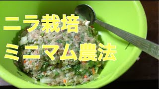 ニラ栽培　ミニマリスト農法　家庭菜園　博多ニラ餃子　Kitchen garden routine vlog