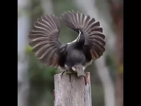 Download Bawa Lal Ji Bajan Mere Satguru Ji Tusi Mehar Kro 3gp Mp4 Mp3 Flv Webm Pc Mkv daily movies hub