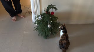 Vlogmas 22 Dahyeshka