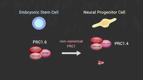 Epigenetics and Polycomb Proteins Snippet4: roles in neuronal differentiation