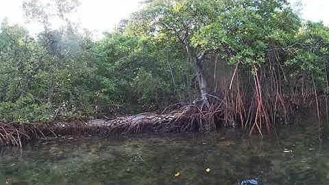Roots of Life: Red Mangrove
