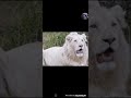 صور الاسد الابيض مو طبيعي