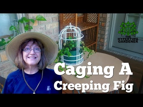 Creeping Fig - Out of Terrarium &amp; Into A Cage!