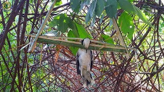 The Primitive Birds Trap Homemade [Khmer] | Dead fall Birds Trap [work 100%]