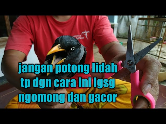 caranya menggunting lidah jalak yg lgsg bisa ngomong class=