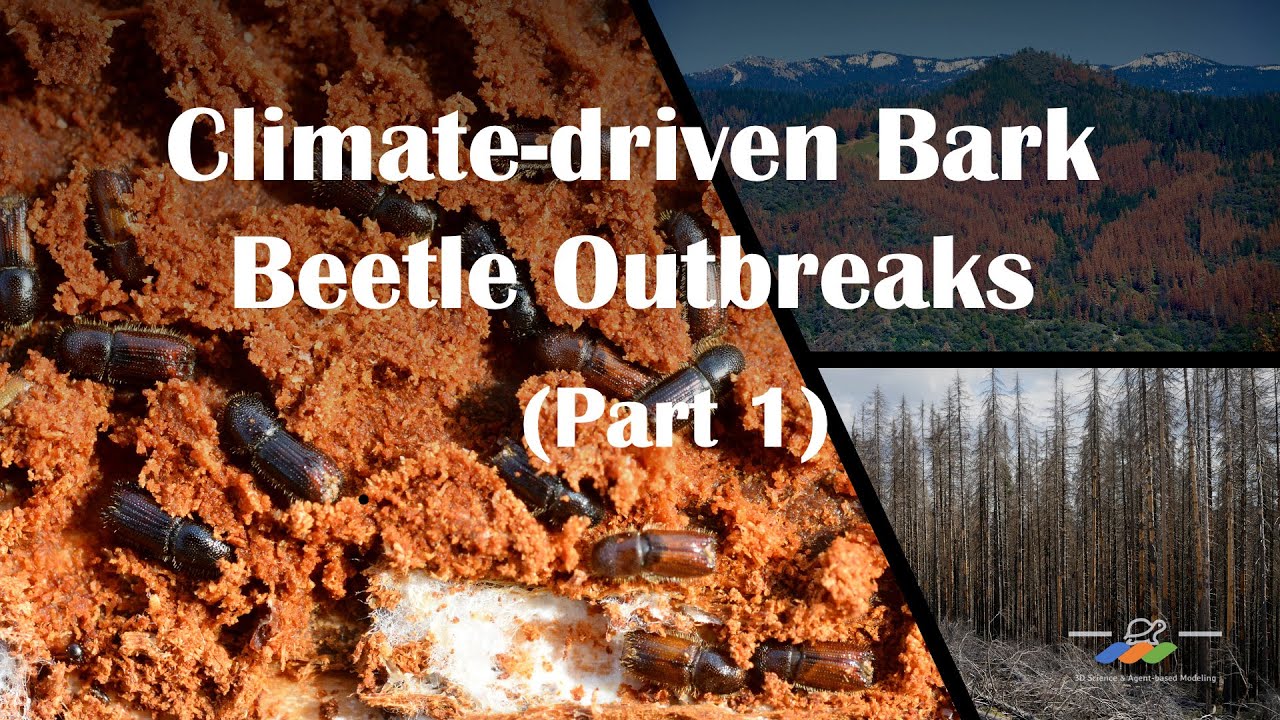 Climate-Driven Bark Beetle Outbreaks (part 1) - YouTube