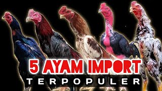 Peternak Harus Tau !! Ayam Import Terpopuler Di Indonesia