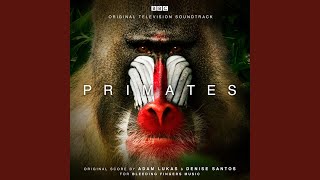 Spider Monkey II