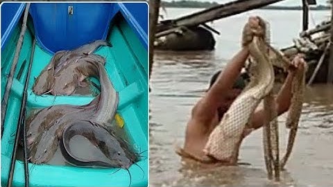 Cao thủ mò hang bắt cá ngát khủng...xem mà hồi hộp