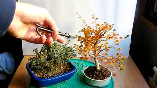 BONSAI-COTONEASTER