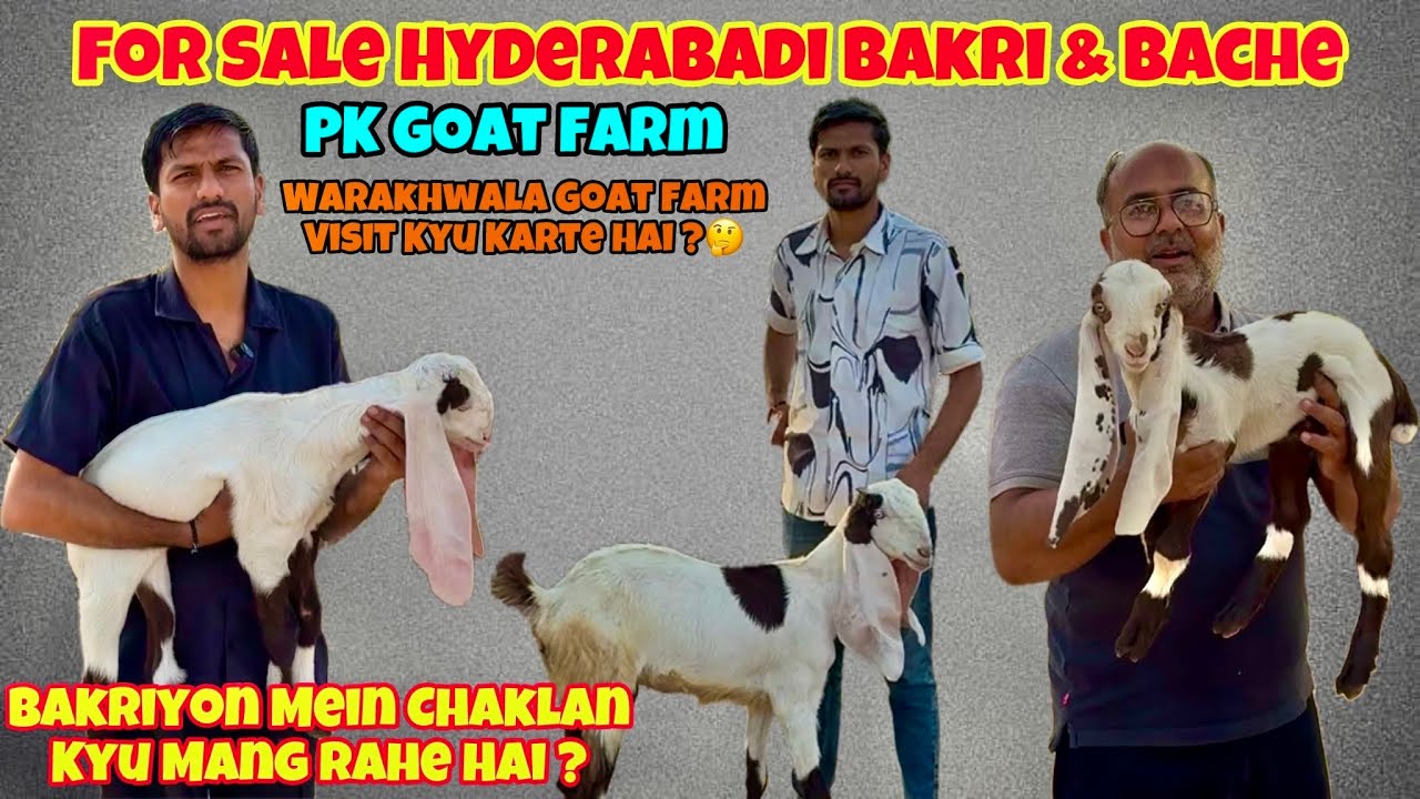 For Sale Hyderabadi Goats Breed line Kid || At PK Goat Farm || @patirahouse #goat #ahmedabad