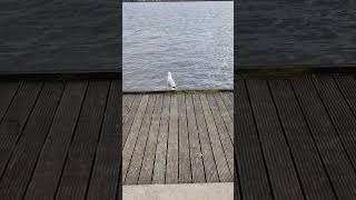 A Bird
