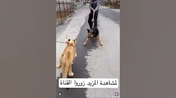 كلب ضد شبل أسد 