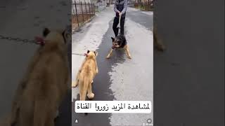 كلب ضد شبل أسد