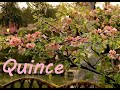 Flowering quince varieties for cut flowers