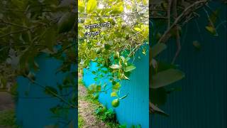 নবী আমার দুঃখেরই সাথী #shorts #short #shorttrending #shortvideo #youtubeshorts #villagelife #lemon