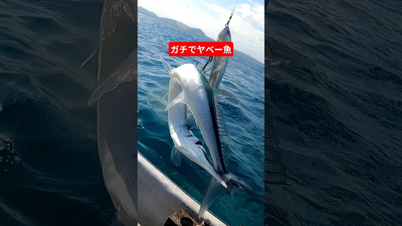 This fish is seriously insane #fishing #shorts - YouTube