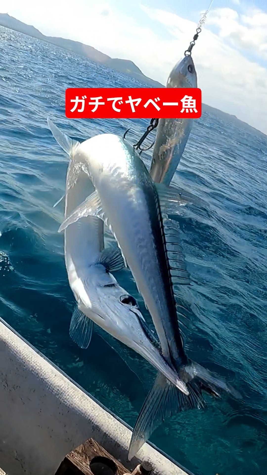 This fish is seriously insane #fishing #shorts - YouTube