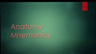 Famous Dorsal & Ventral Profile