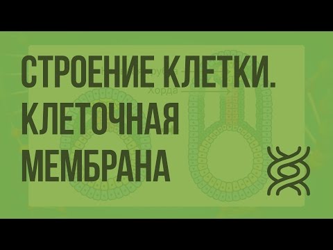 Видео: Есть ли у гладкомышечных клеток клеточная мембрана?