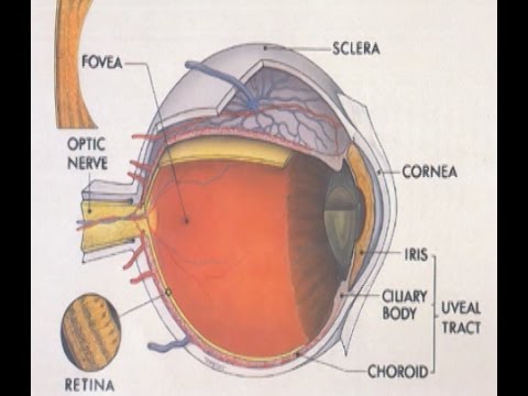 Внезапна или постепенна загуба на зрение - причини и лечение