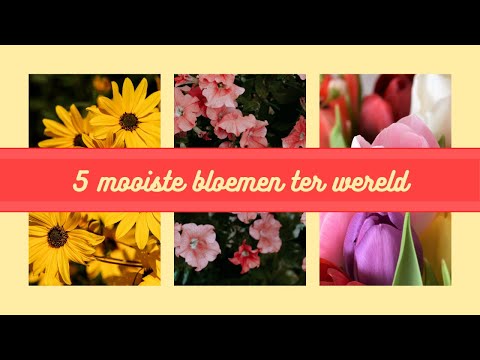 Video: De mooiste bloemen ter wereld