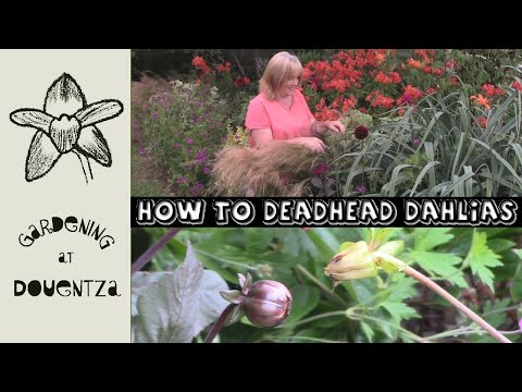 How to Deadhead Dahlias for Long Flowering 