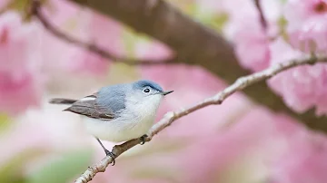 Peaceful Relaxing Instrumental Music, Meditation Nature Music "Birds of Spring" by Tim Janis