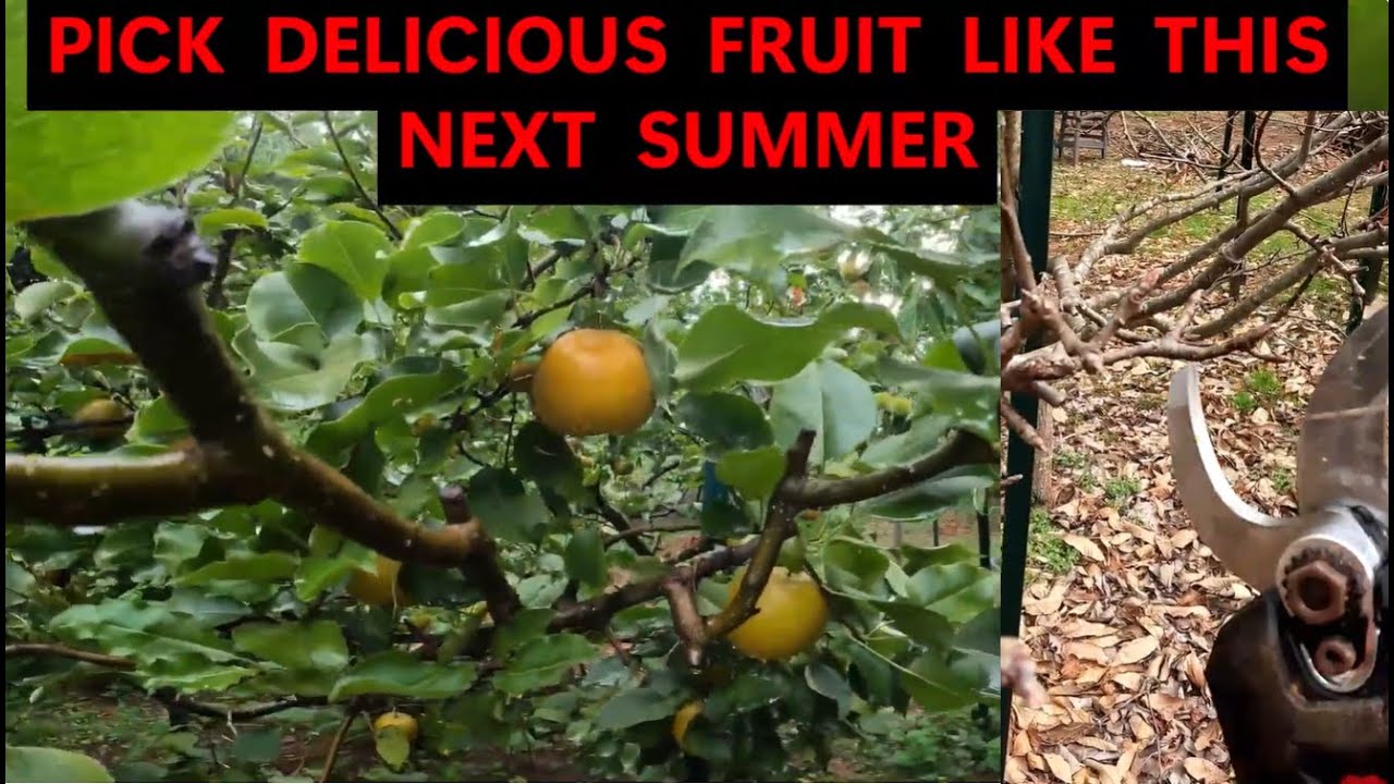 HOW WINTER FRUIT TREE PRUNING YIELDS HUGE HARVESTS