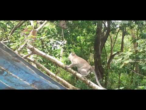 wildlife at ubin Island Singapore 🇸🇬
