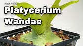 Plant Profile Platycerium Ridleyi Ep 52 Youtube