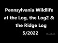 Pennsylvania Wildlife at the Log, the Log2 and the Ridge Log   5/2022