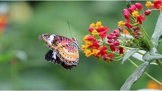 story of butterfly - motivational video