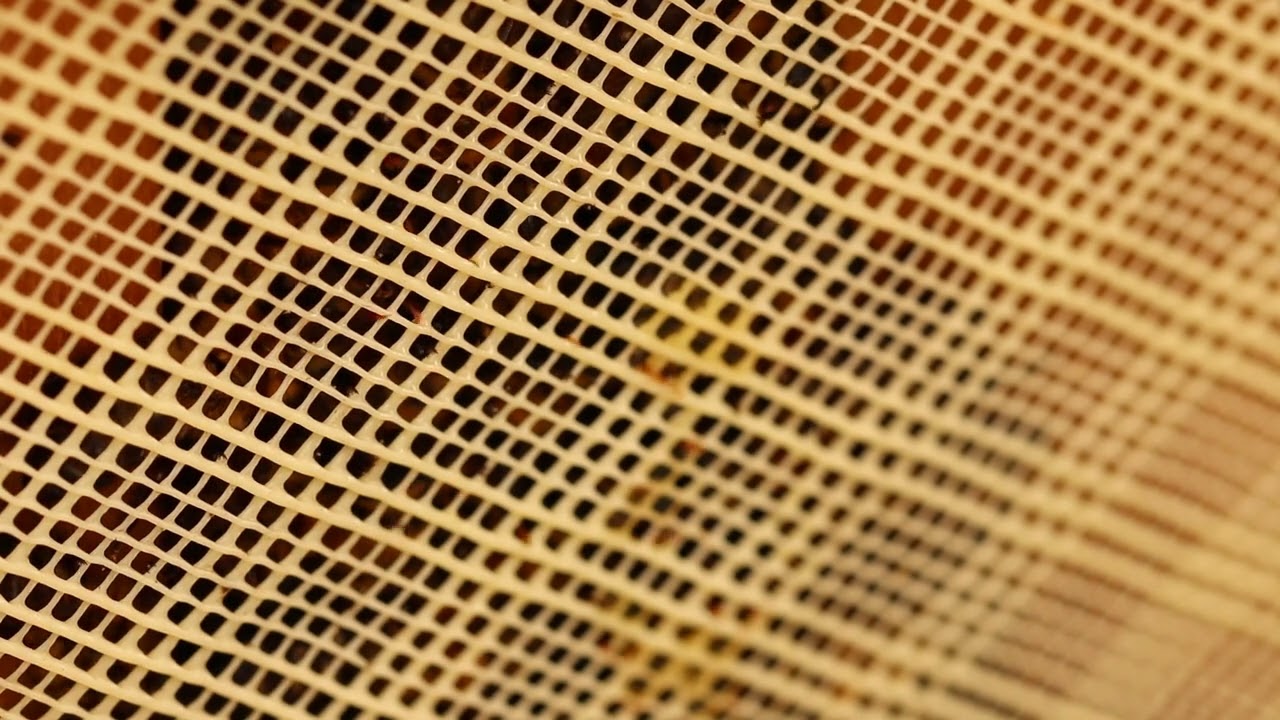 Honey bee Apis laboriosa collecting honey with its proboscis