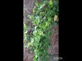 shorts money plant growth #shorts #nature #garden #gardening #indoor plants #plants #flowers