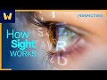 Understanding Vision and Perception