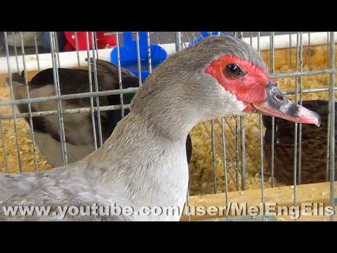 Canards de Barbarie - Exposition Avicole de Pecquencourt 2026