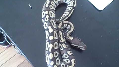 Mojave Ball Python 