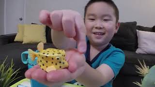 Lets Learn About The Boxfish