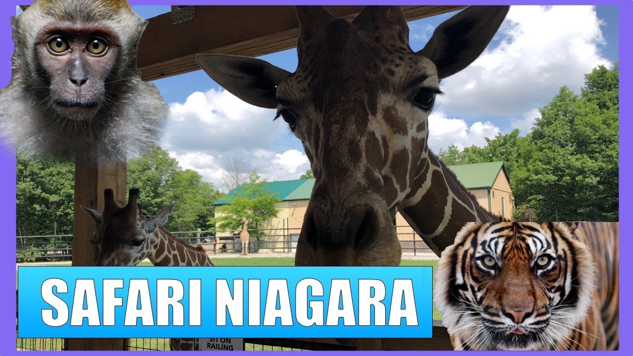 The BEST ZOO IN THE COUNTRY! Safari Niagara YouTube