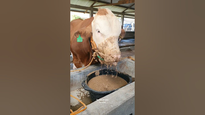 Sapi Makan Comboran Sambil Tenggelam #shorts #viral #sapi #cow