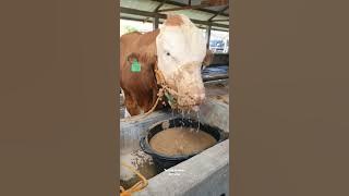 Sapi Makan Comboran Sambil Tenggelam #shorts #viral #sapi #cow