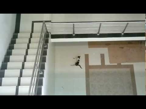 Cat jumping from third floor