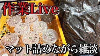 お盆休み作業Live ボトルにマット詰めながら雑談【クワガタ飼育】