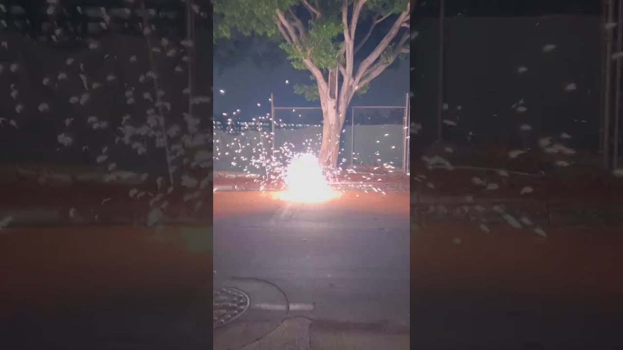 Palomita Firecracker 🇲🇽🧨💯 