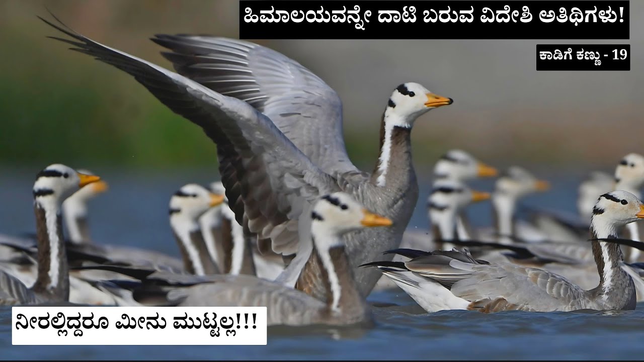 ಮಾಗಡಿ ಕೆರೆಗೆ ಬರುವ ಪಟ್ಟೆ ತಲೆ ಹೆಬ್ಬಾತು | Bar-Headed Goose Migration in Karnataka | Nade Nudi